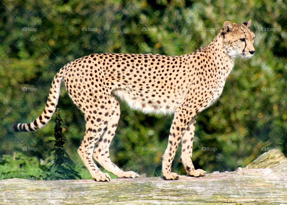 Animals, cheetah, predator, mammal, cat, wild,