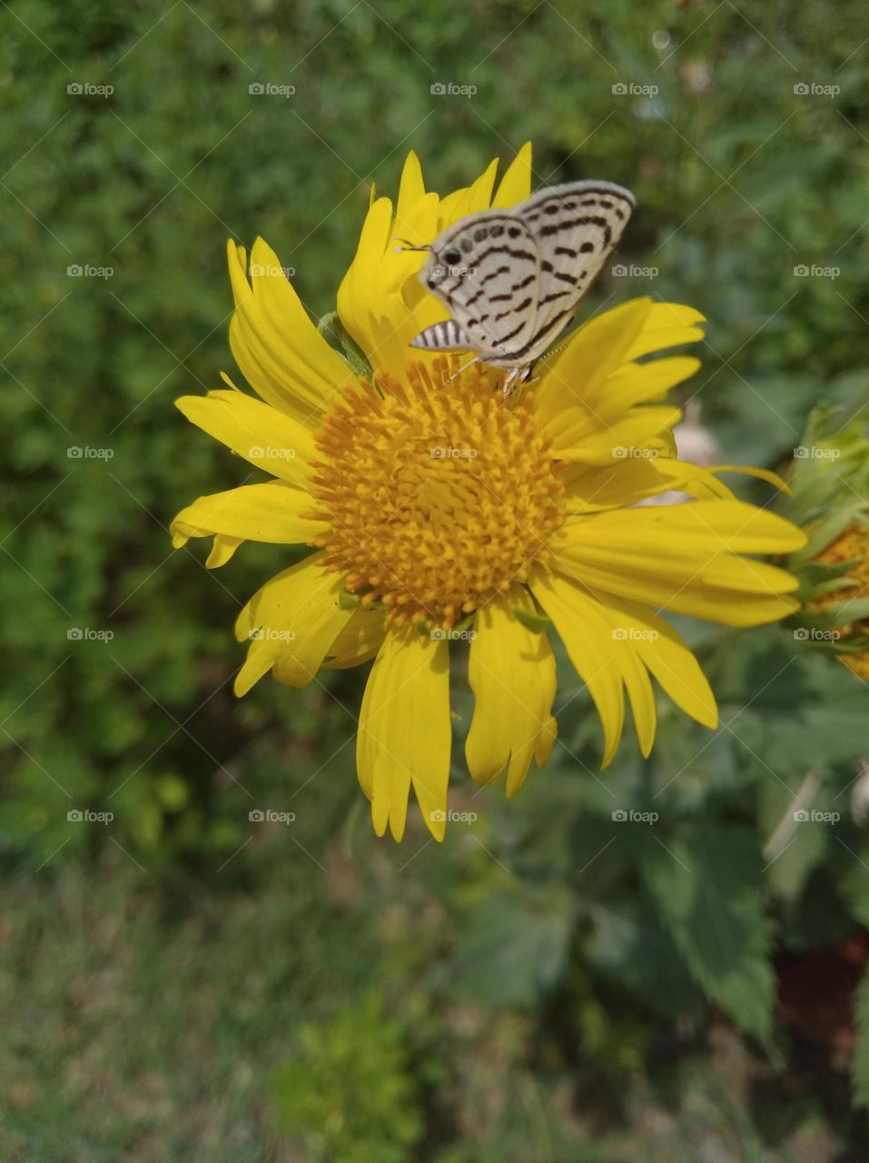 yellow flower seasonal fresh shurb small size looks very beautiful generally found everywhere