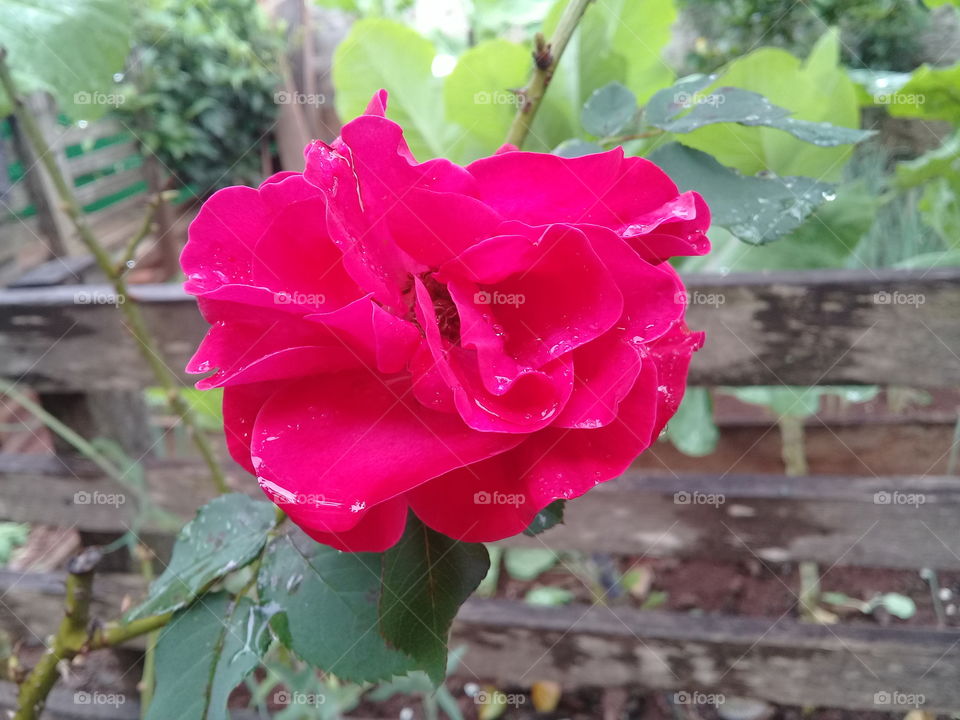 Red rose. Rainy day
