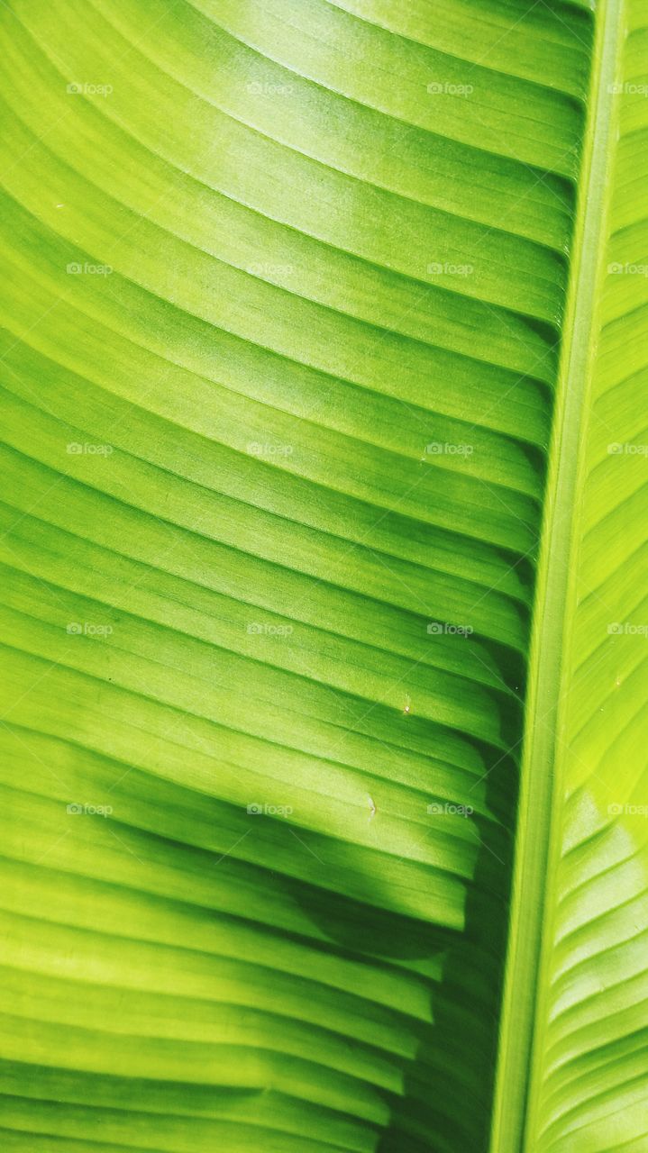 Green of leaf
