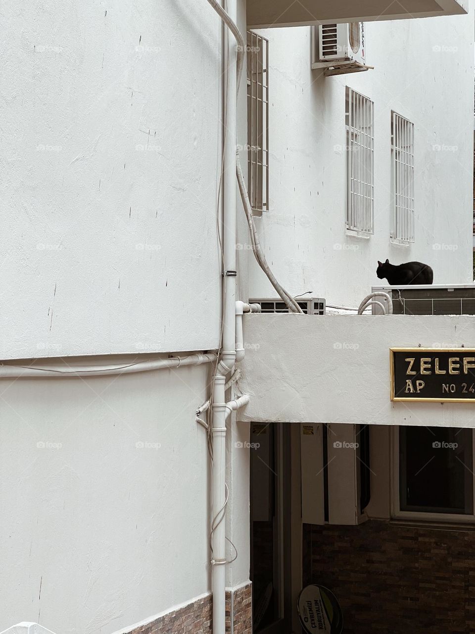 White House black cat