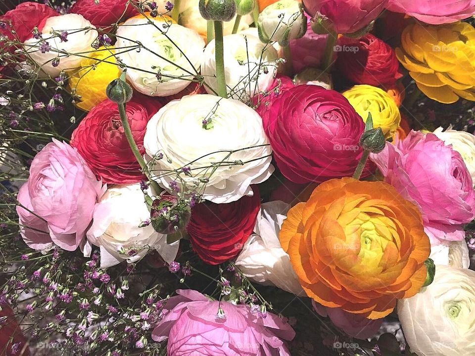 Ranunkel/ bouquet of flowers