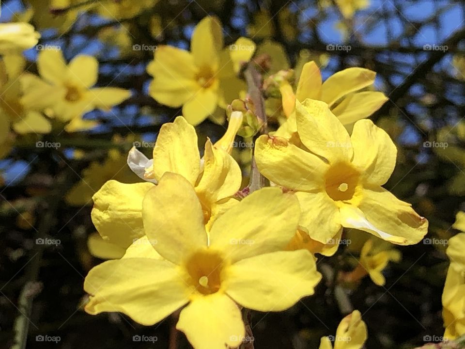 Yellow gorgeous flowers!