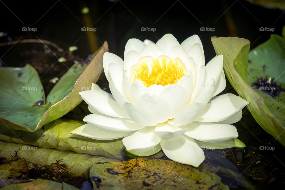 Water lily