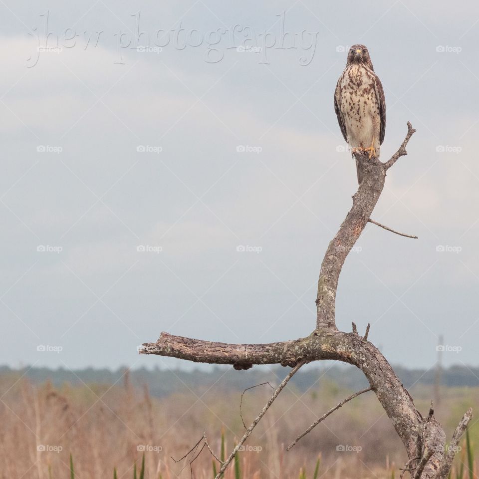 Red shouldered hawk