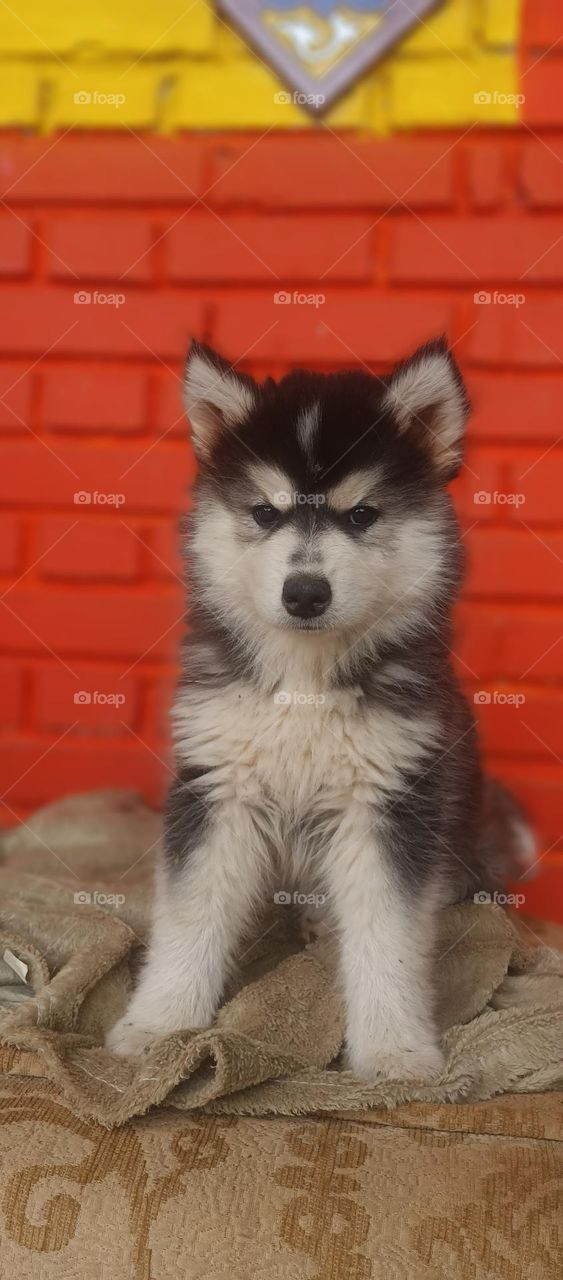 husky