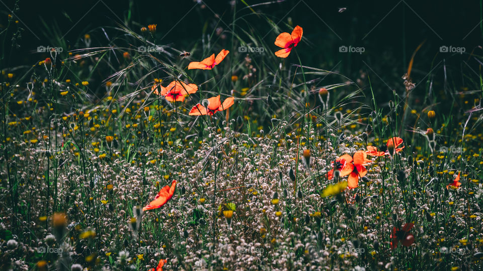 Poppies in the field in spring