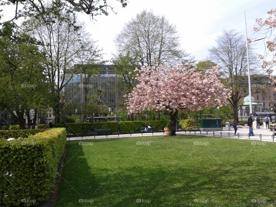 spring in the Bergen