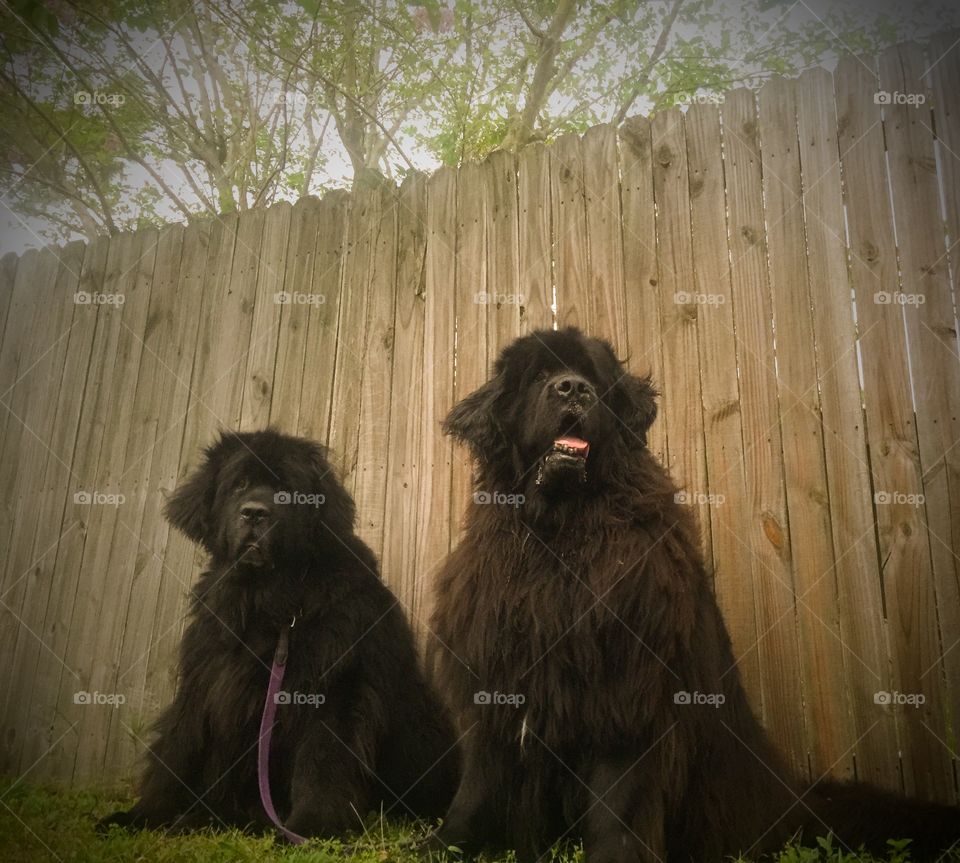 My Two Newfies. My two Big black Newfoundland Dogs sitting in the yard