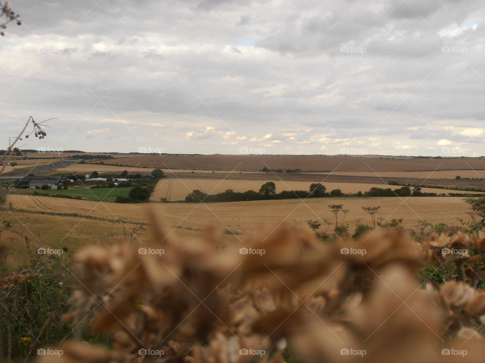 Wheat Fields