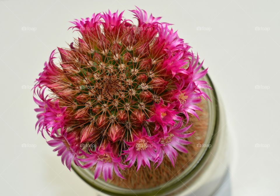 cactus pink flowers decorative house plants