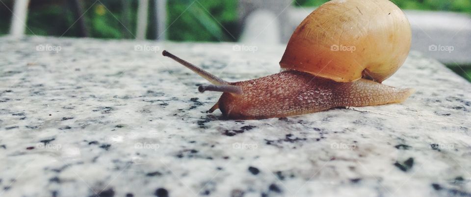 Snail 
