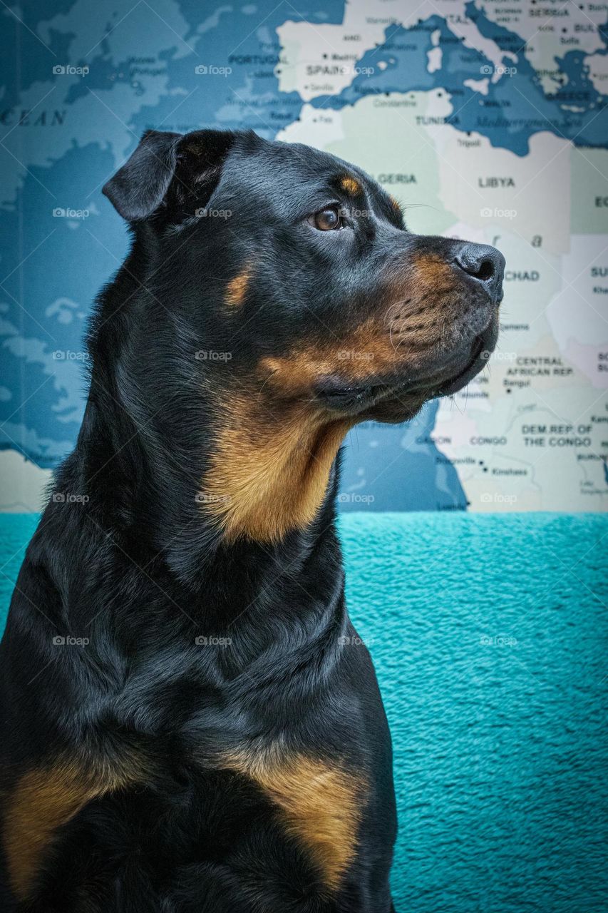 Ellie the Rottweiler, the cutest dog.