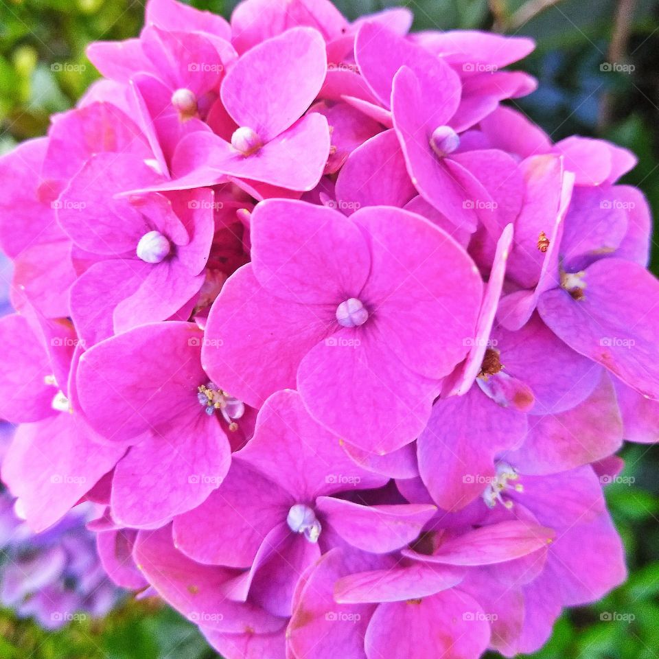 Hot Pink Flower