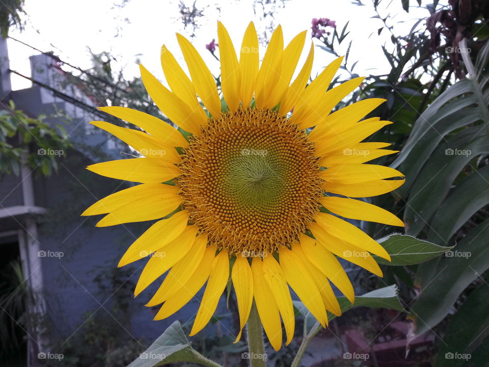 A Sunflower at my home, clicked by me.