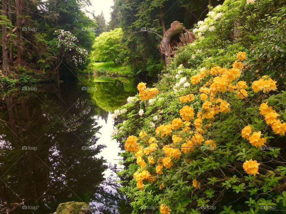 Yellow Flowers along Pond
