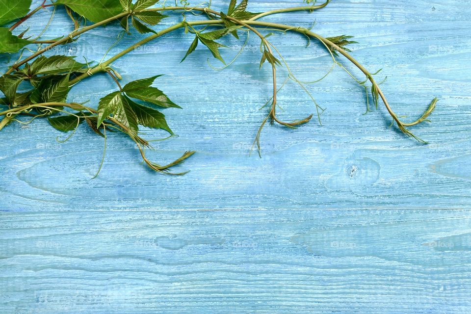 Frame from a green plant on a wooden background.