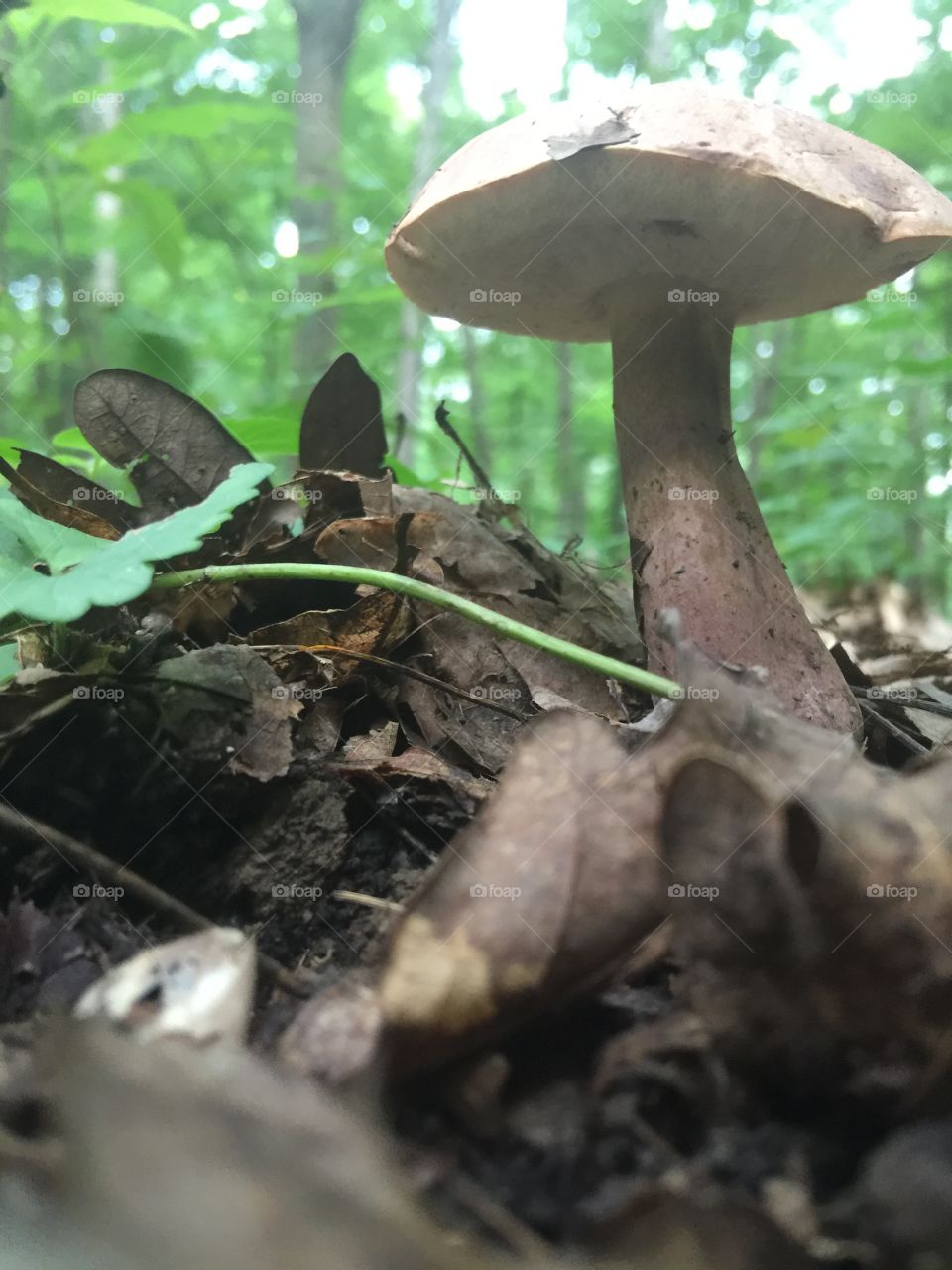 Up close mushroom