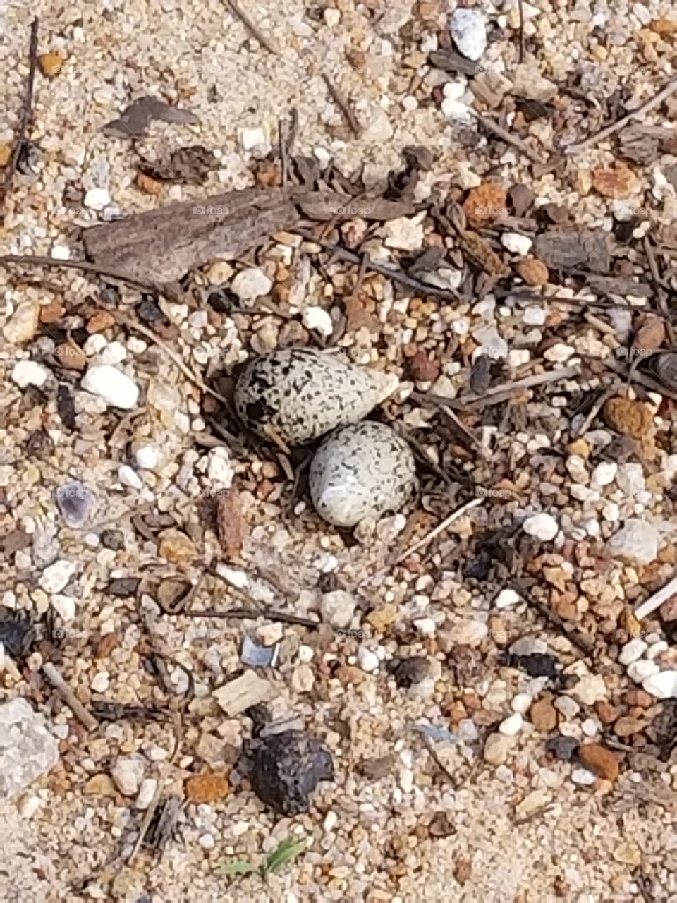 Eggs on the beach