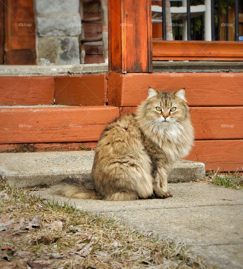 Portrait of a angry cat