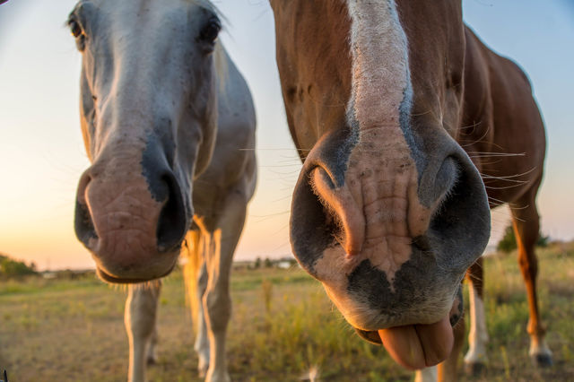 horse giving the old raspberry