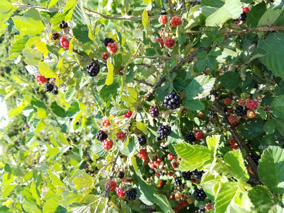 black berry bushes