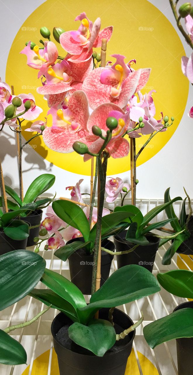 Flower in yellow circle