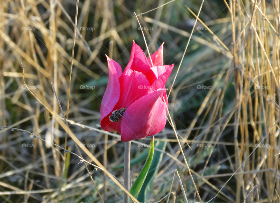 Wild tulip