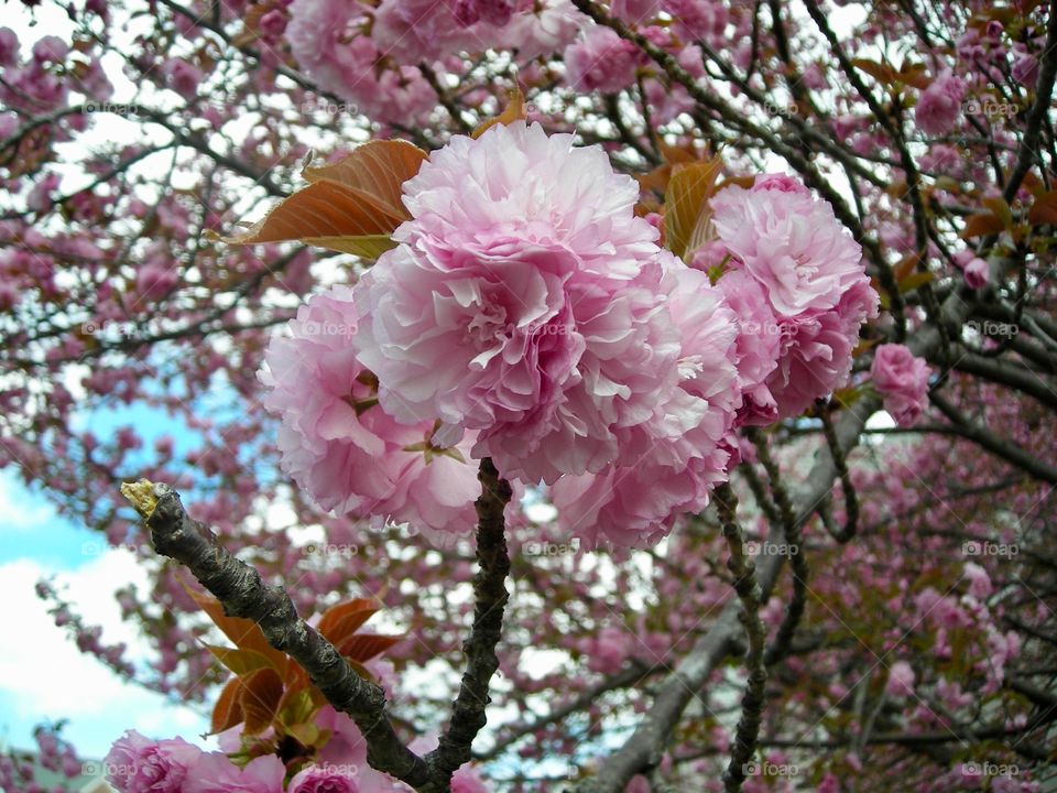 Cherry Blossoms Tree