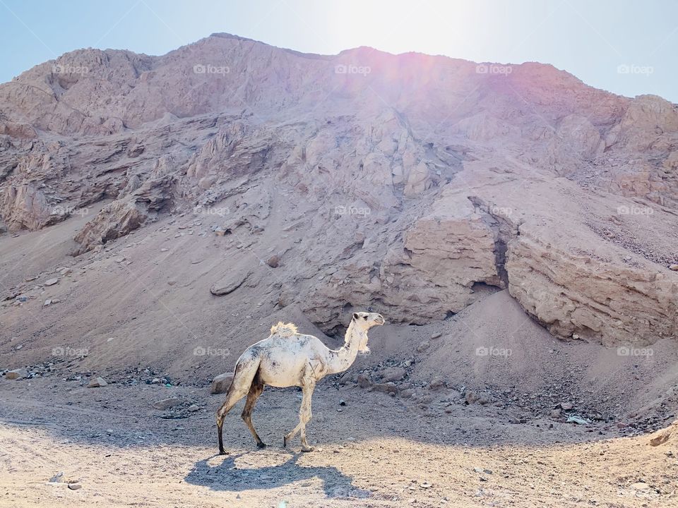 White wild camel walk at Sinai desert