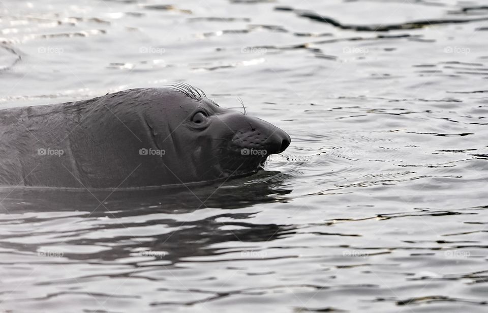 Norther Elephant seal pup taking his first swim