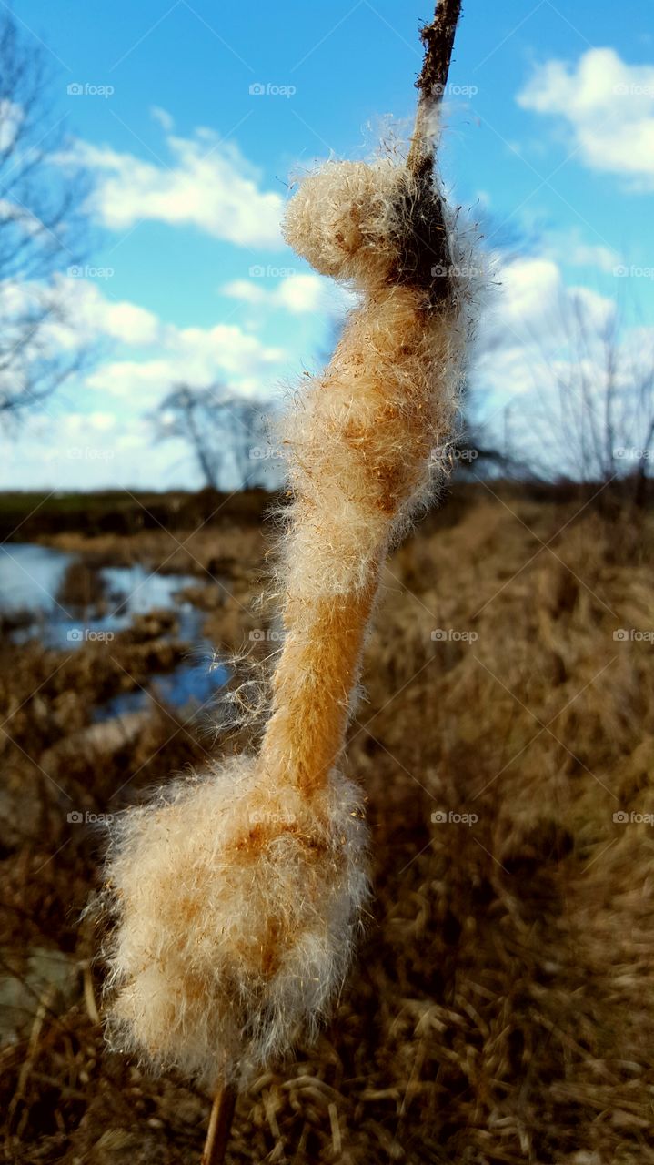 Close-up of squirrel fur