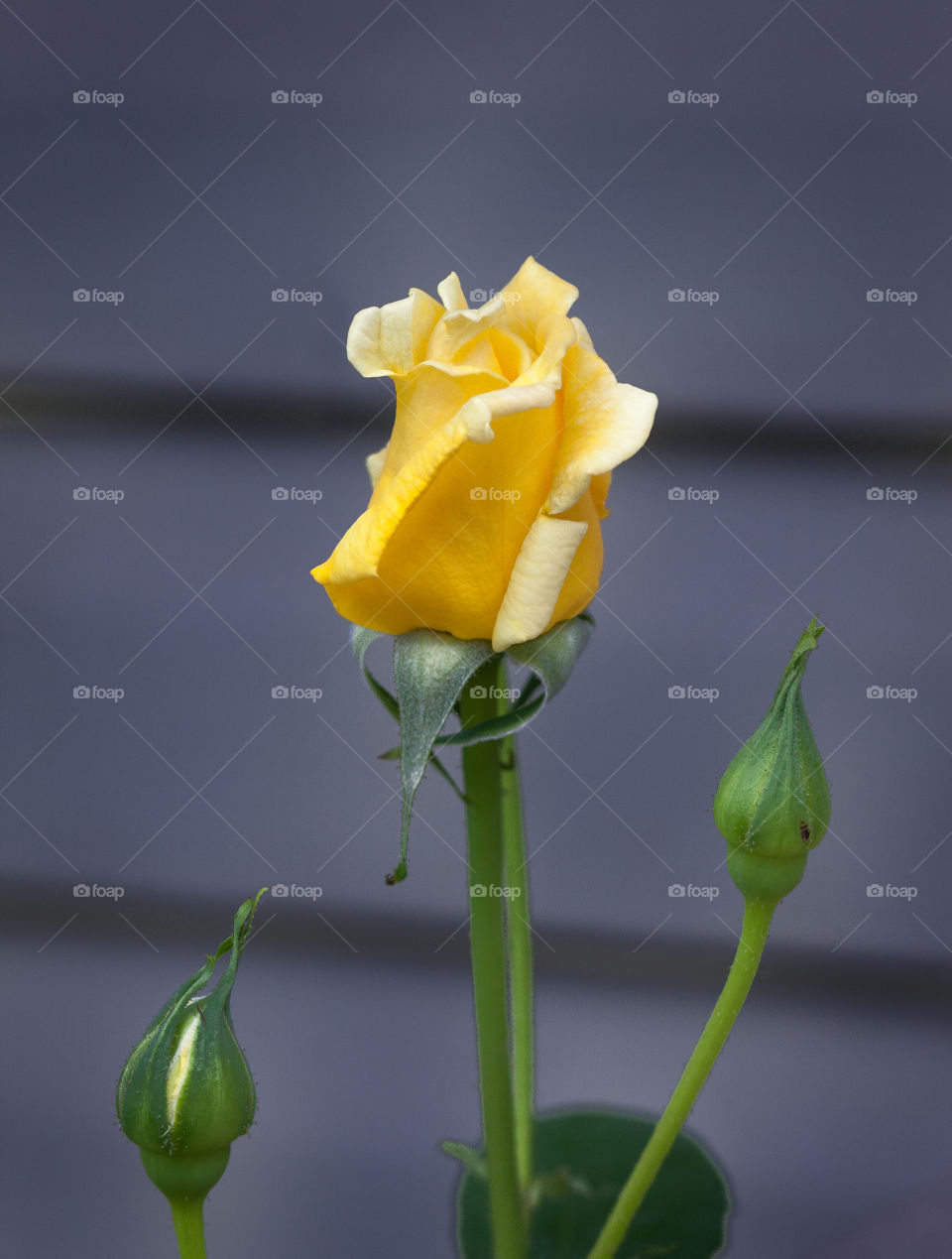 Yellow rose