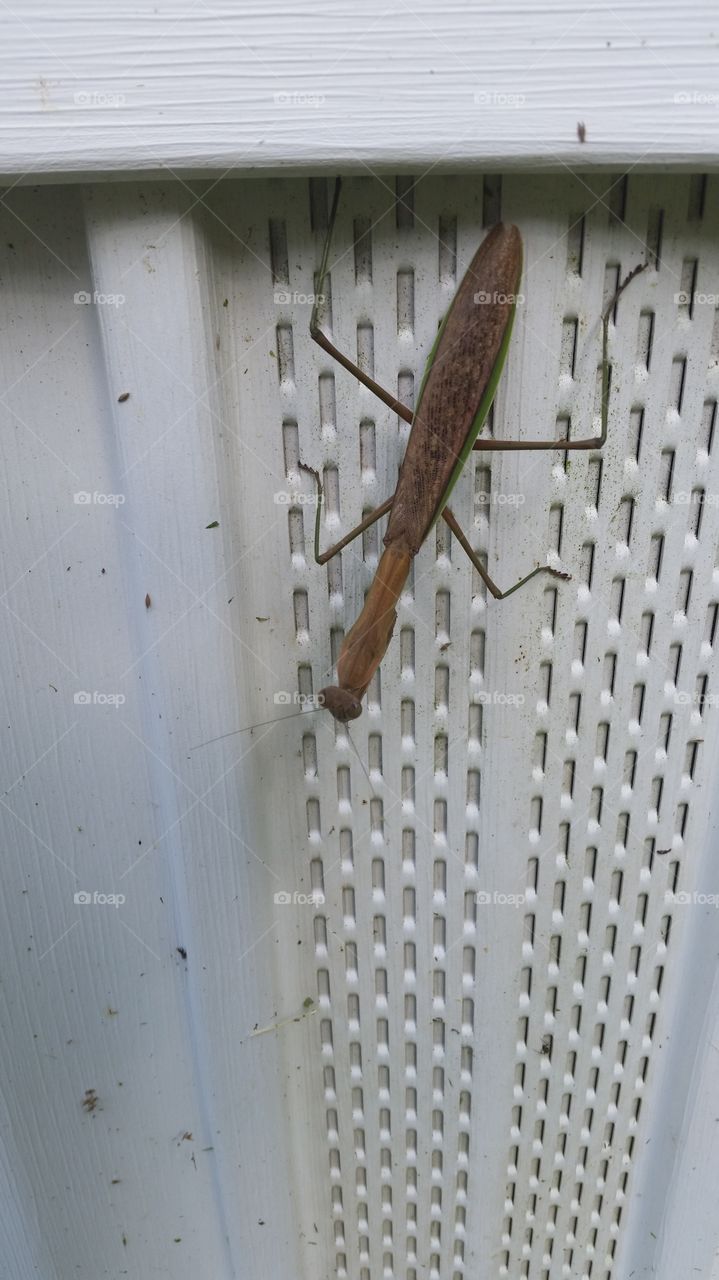 Praying Mantis