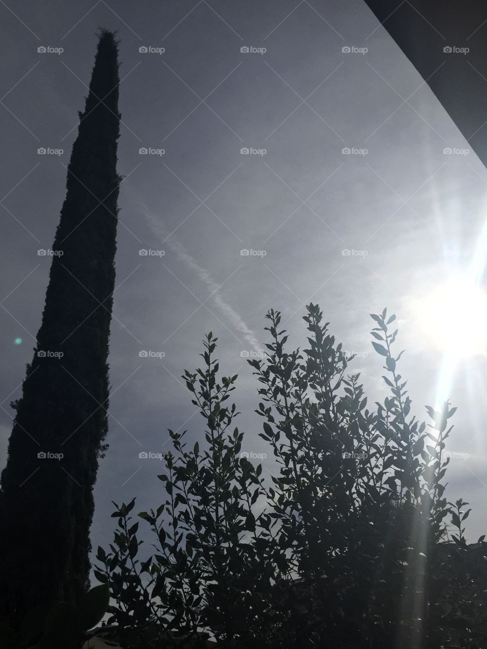 No Person, Fog, Nature, Dawn, Mist