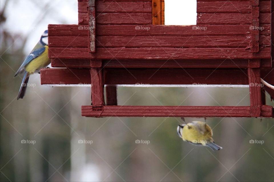 Great tit on birdhouse