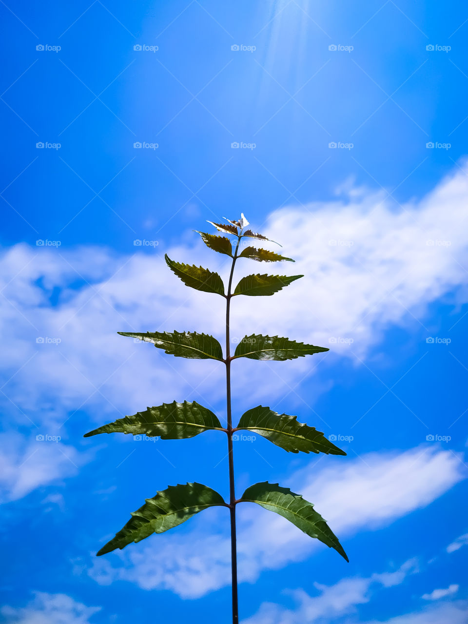 Low angel view of Neem leaves against sky