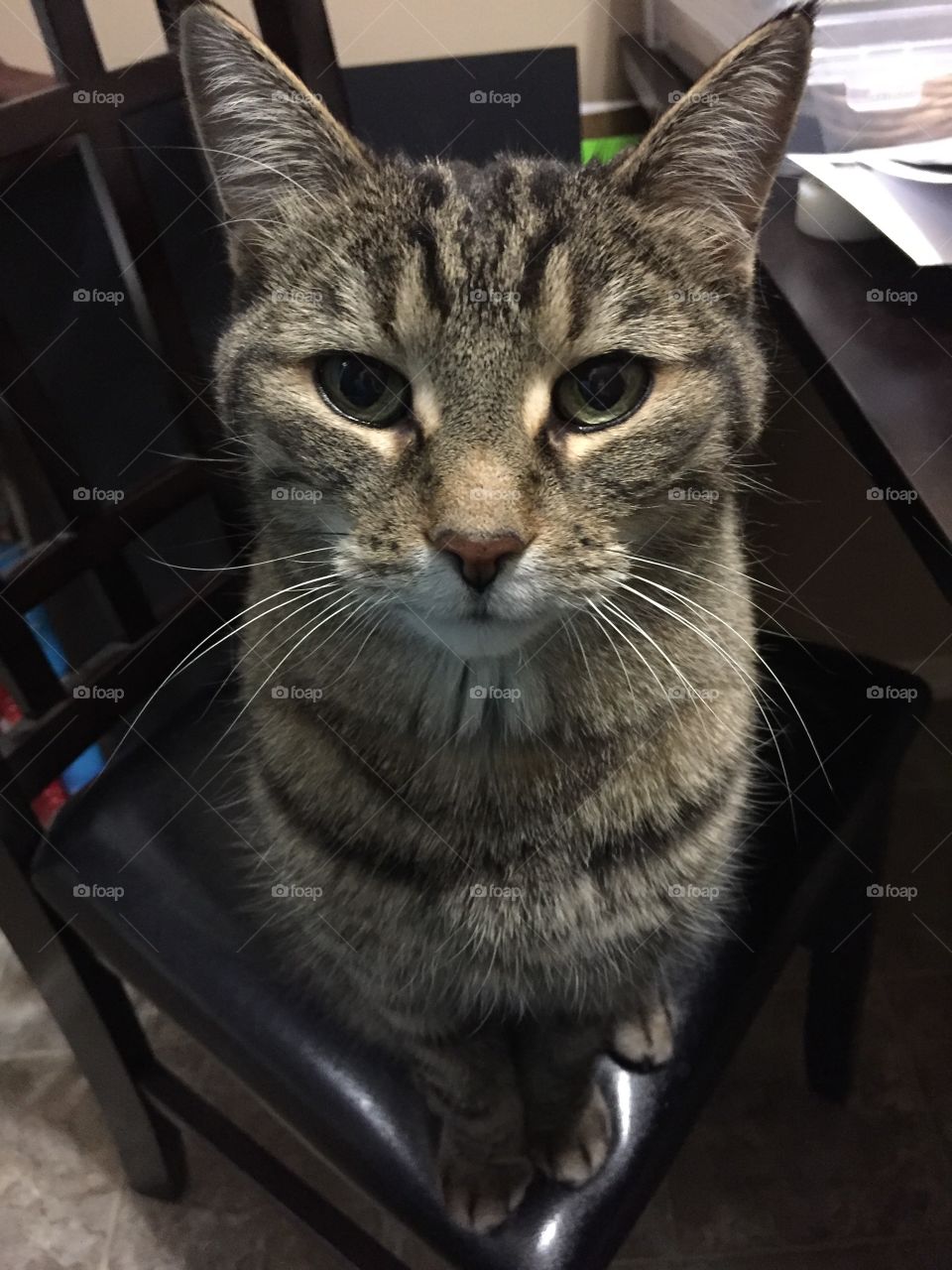 Sit still, look pretty