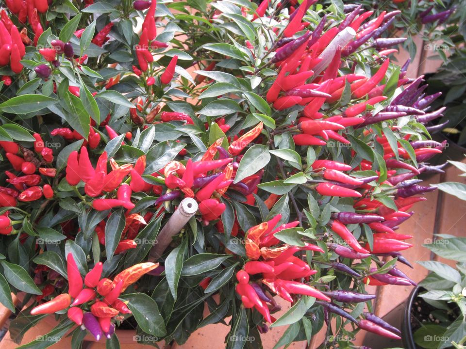 Chillies at its best 