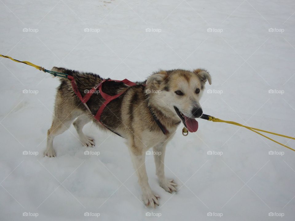 Love to pull the sled