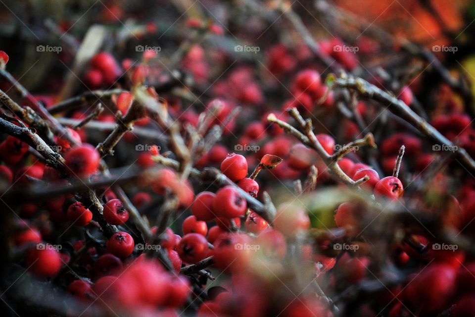 Rockspray cotoneaster