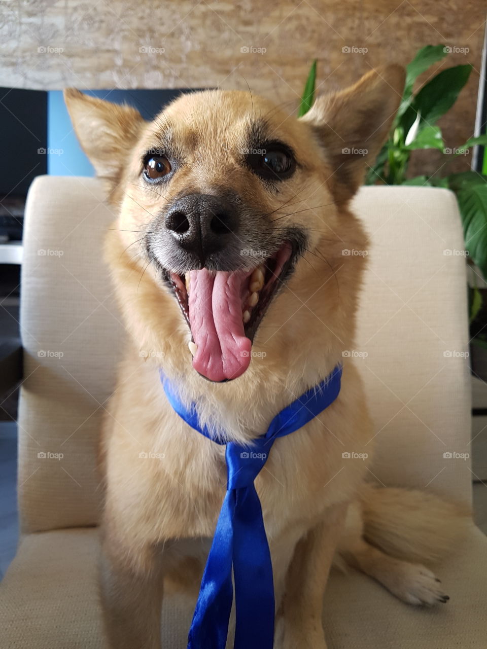 собака в синем галстуке