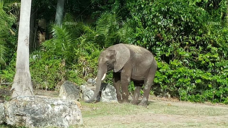 An elephant makes his way through the grassland at Animal Kingdom at the Walt Disney World Resort in Orlando, Florida.