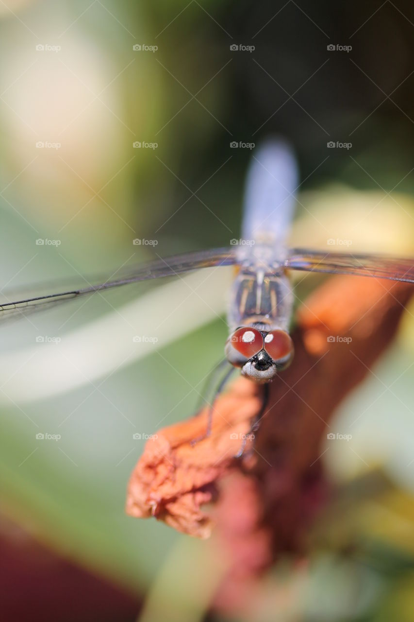 blue dasher dragonfly
