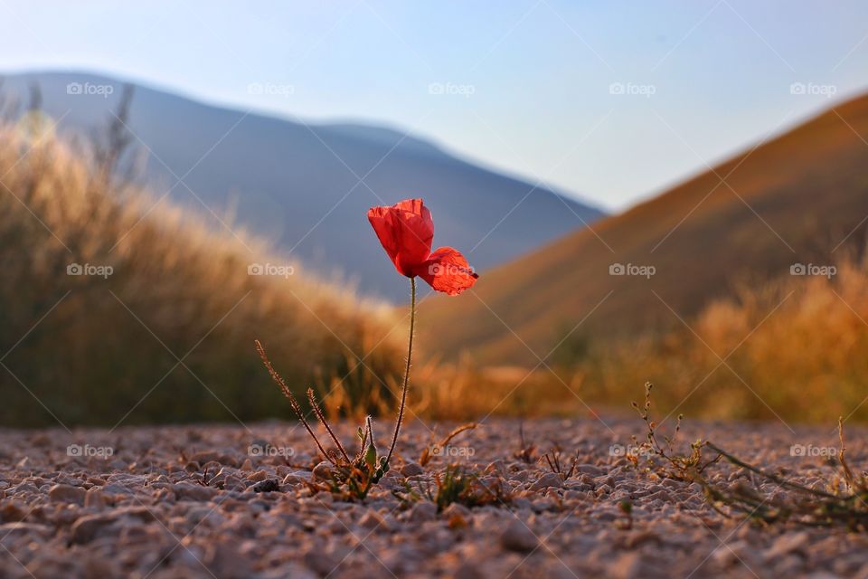 red poppies on the road