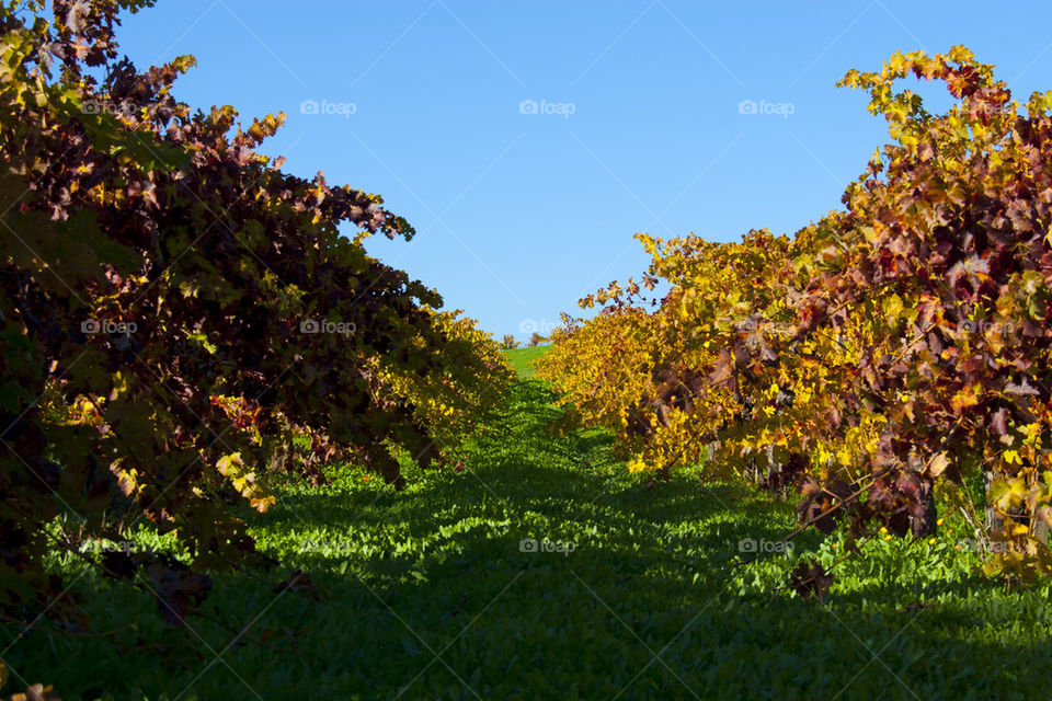 THE AUTUMN IN NAPPA VALLEY CALIFORNIA USA