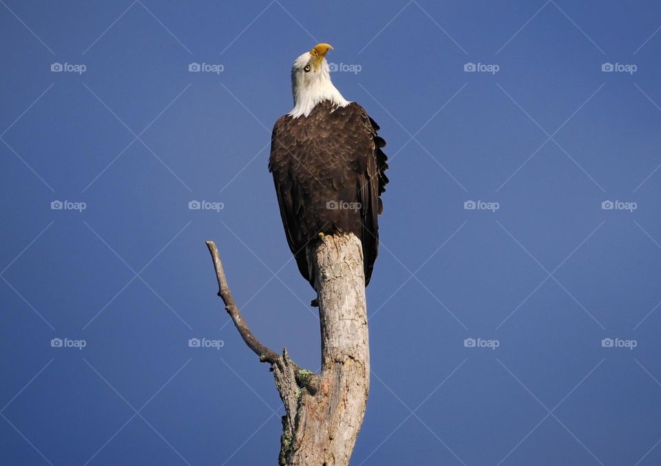 Bald Eagle heads up! 