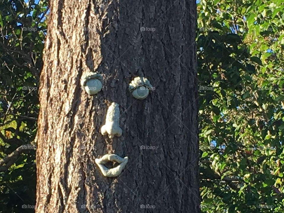 Tree face