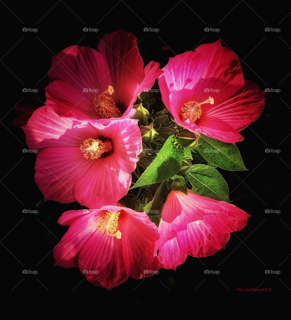 Hibiscus Flowers in Full Bloom