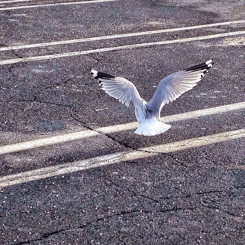 Bird flying over street